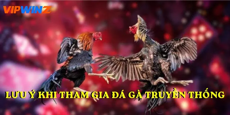 Lưu ý khi tham gia đá gà truyền thống